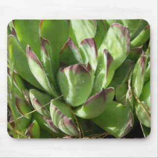 Hen and chicks (Sempervivum) Mouse Pad