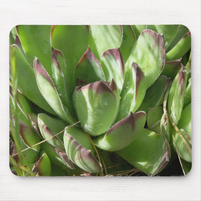 Hen and chicks (Sempervivum) Mouse Pad (Front)