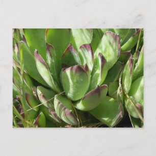 Hen and chicks (Sempervivum) Postcard