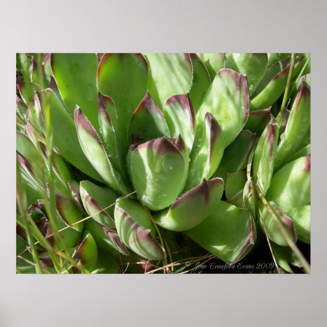 Hen and chicks (Sempervivum) Poster (Front)