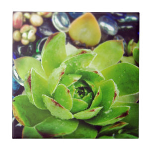 Hen and Chicks Tile