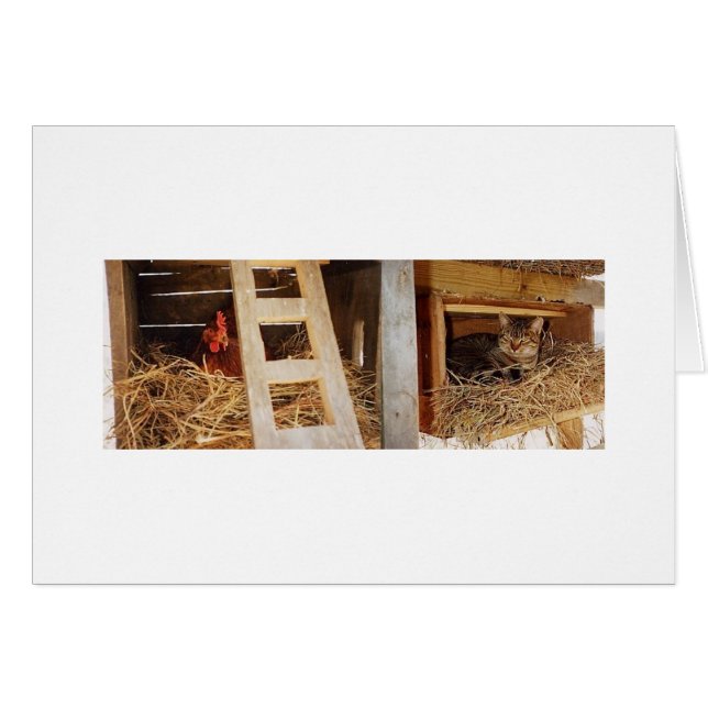 Hen & Cat Nesting (Front Horizontal)