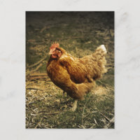 Hen Chicken Bird Farm Farmyard Animal Poultry