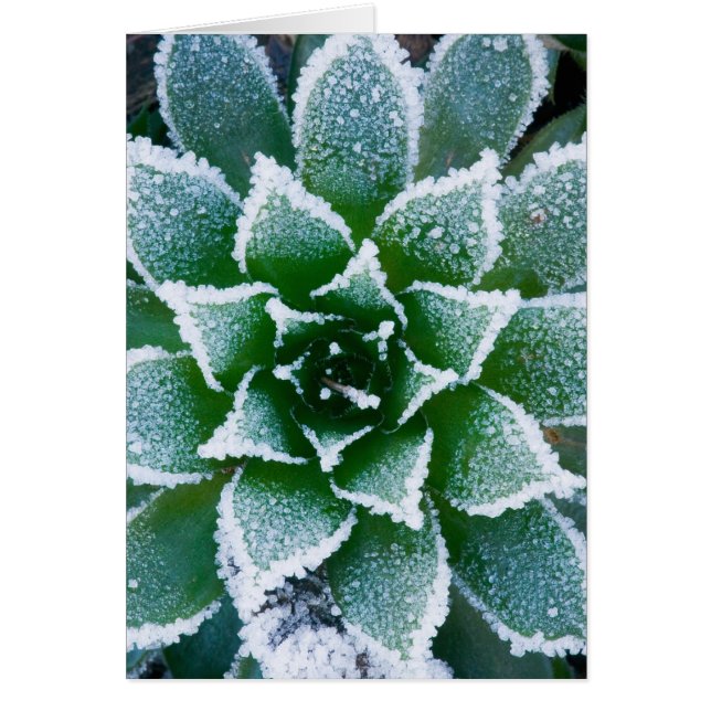 Hen & Chicks succulent avec le gel au début (Devant)