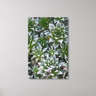 Hen & Chicks succulent with frost in the early Canvas Print