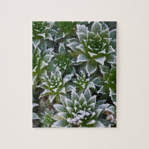 Hen & Chicks succulent with frost in the early Jigsaw Puzzle