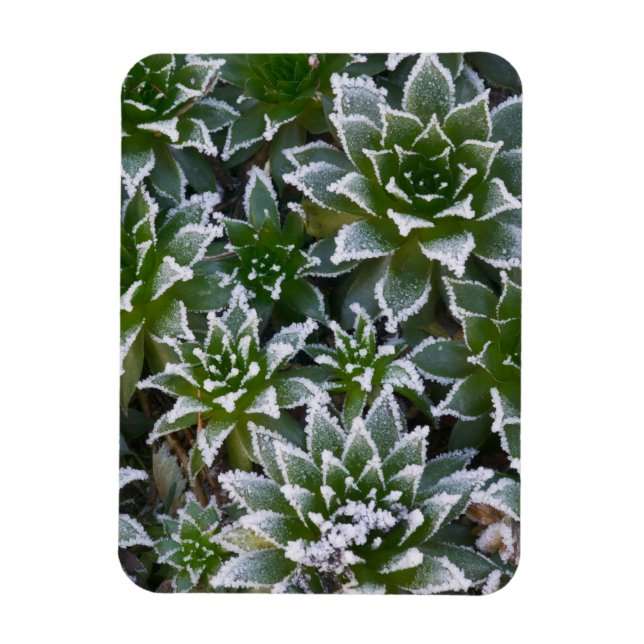Hen & Chicks succulent with frost in the early Magnet (Vertical)