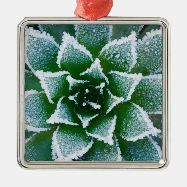 Hen & Chicks succulent with frost in the early Metal Ornament (Front)