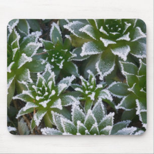 Hen & Chicks succulent with frost in the early Mouse Pad