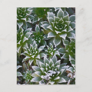 Hen & Chicks succulent with frost in the early Postcard