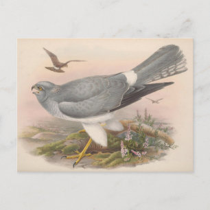 Hen Marsh Harrier Bird_GC - Carte postale