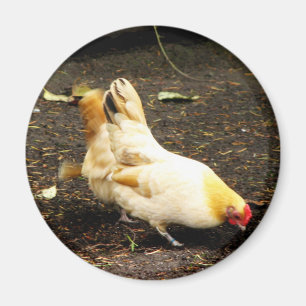 Hen Peck Magnet