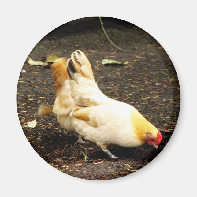 Hen Peck Magnet (Front)
