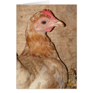 Hen sur le nid