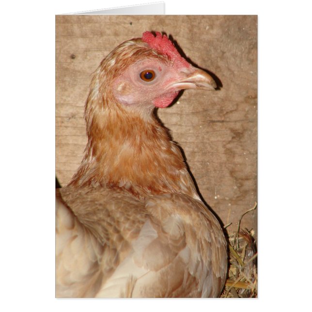 Hen sur le nid (Devant)
