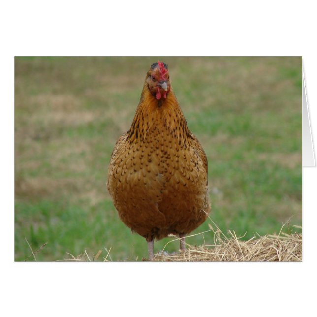 Hen sur une balle de foin (Devant horizontal)