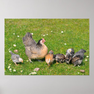 Hen with chicks poster