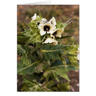 Henbane plante