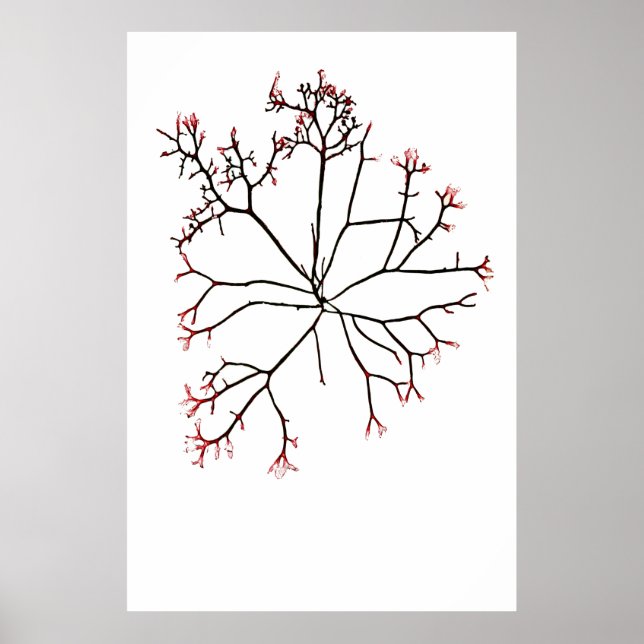 Henry Bradbury"s Pressed Seaweed Fourth Of Ten Poster (Front)