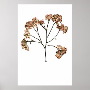Henry Bradbury"s Pressed Seaweed Tenth Of Ten Poster