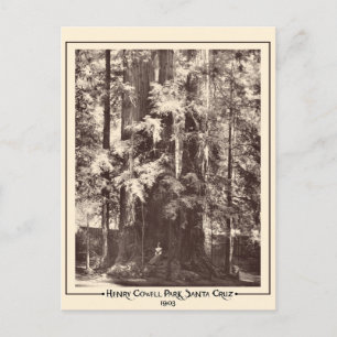 Henry Cowell Park, Santa Cruz, California 1903   Postcard