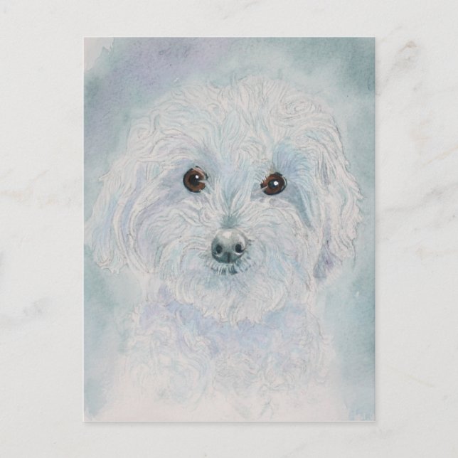 Henry the Maltipoo Postcard (Front)