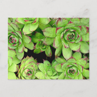 Hens and Chickens Post Card