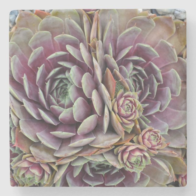 Hens and chicks cactus plant stone coaster (Front)