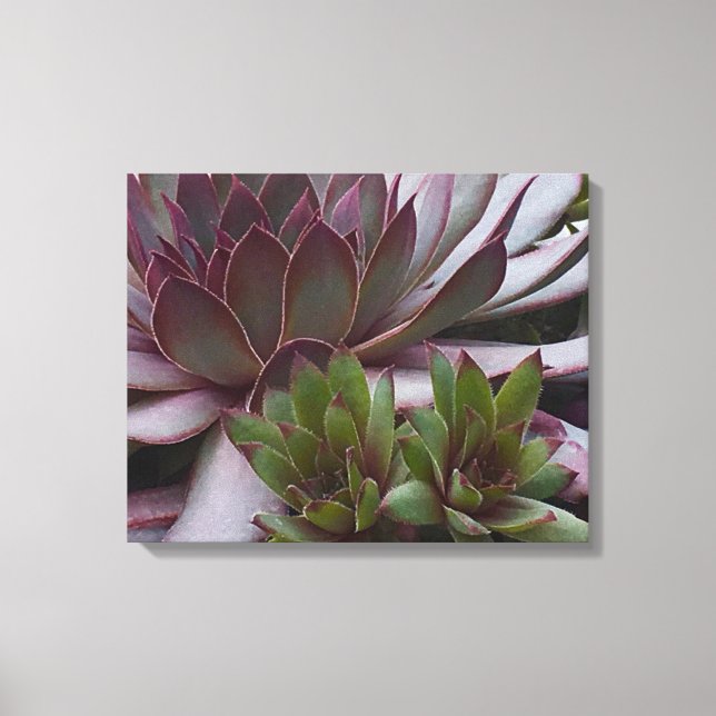 Hens and Chicks Canvas Print (Front)