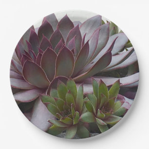 Hens and Chicks Paper Plate