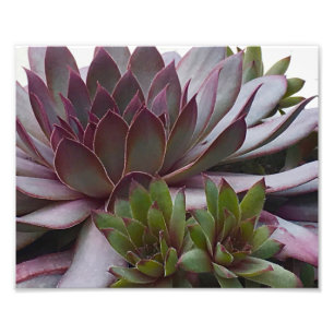 Hens and Chicks Photo Print