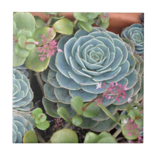 Hens and Chicks Plant Tile