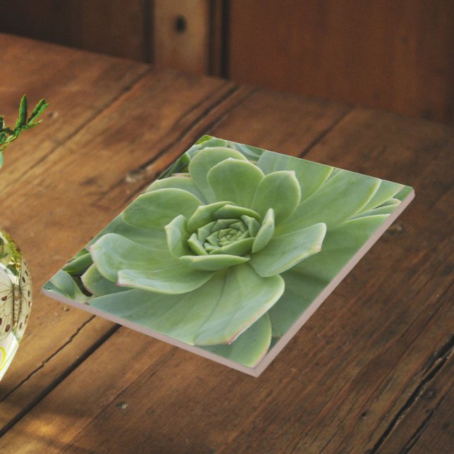 Hens and Chicks Succulent Plant Floral Tile (In Situ)
