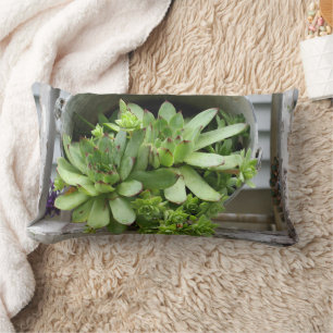 Hens And Chicks Succulents In A Bucket   Lumbar Pillow