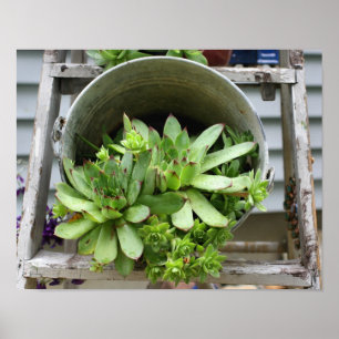 Hens And Chicks Succulents In A Bucket Nature Poster