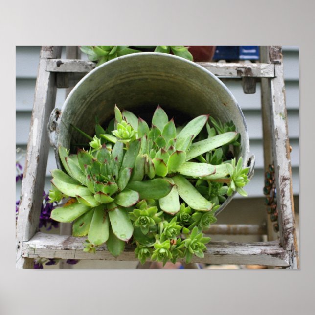 Hens And Chicks Succulents In A Bucket Nature Poster (Front)