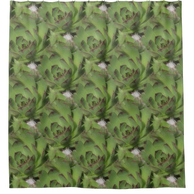 Hens And Chicks Succulents Nature Pattern (Front)