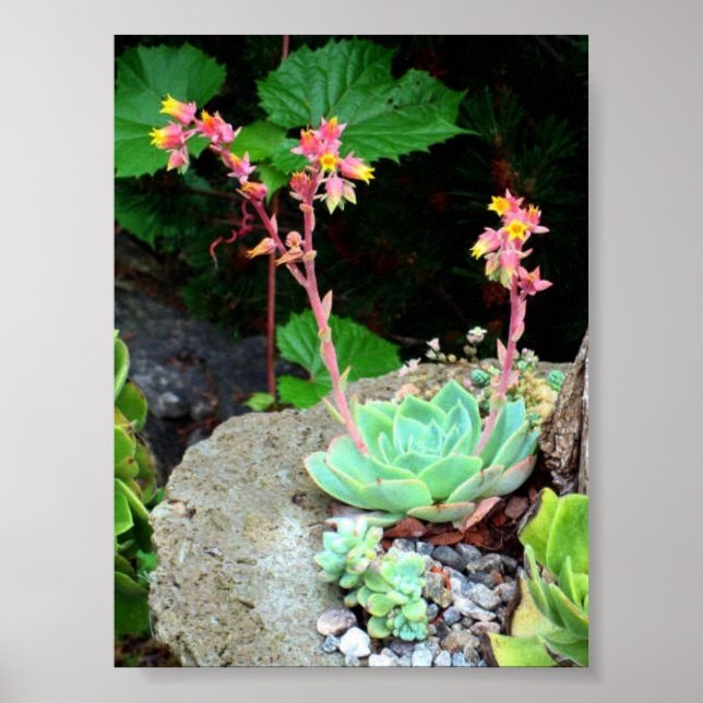 Hens & Chicks in Bloom Print or Poster (Front)