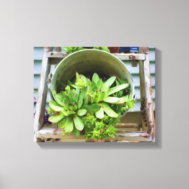 Hens Chicks Succulents Photo Oil Painting Canvas Print (Front)