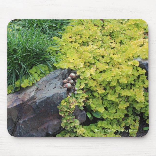 Hens n Chicks Creeping Jenny Mouse Pad (Front)