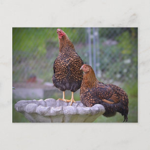 Hens On Birdbath Postcard
