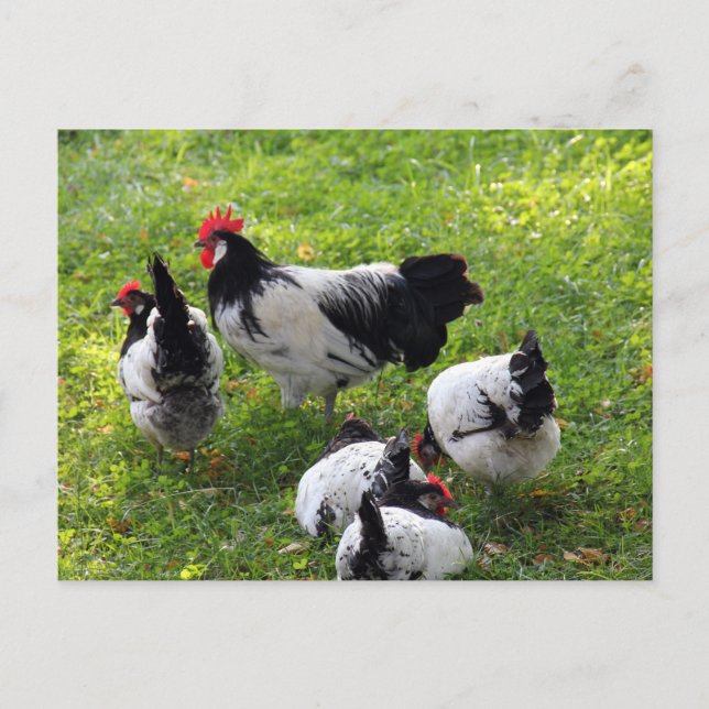 Hens Pecking in the Grass Postcard (Front)