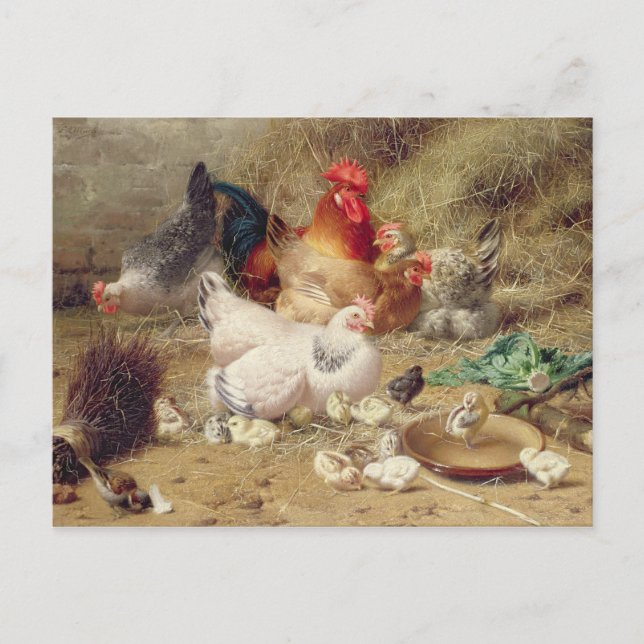 Hens roosting with their chickens postcard (Front)
