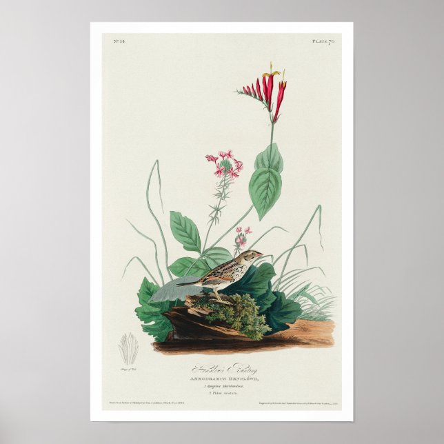Henslow's Bunting by Audubon Poster (Front)