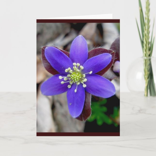 Hepatica Blossom Note Card (Front)