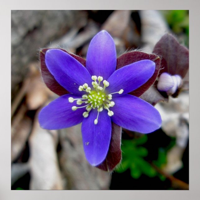 Hepatica Wildflower Poster (Front)