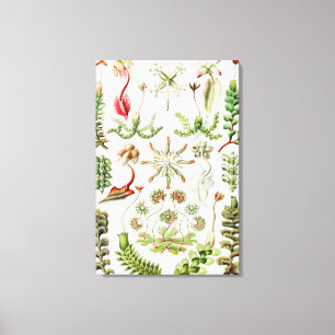 Hepaticae Lebermoose by Ernst Haeckel Canvas Print