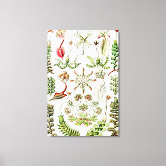 Hepaticae Lebermoose by Ernst Haeckel Canvas Print (Front)