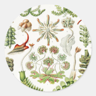 Hepaticae Lebermoose by Ernst Haeckel Classic Round Sticker