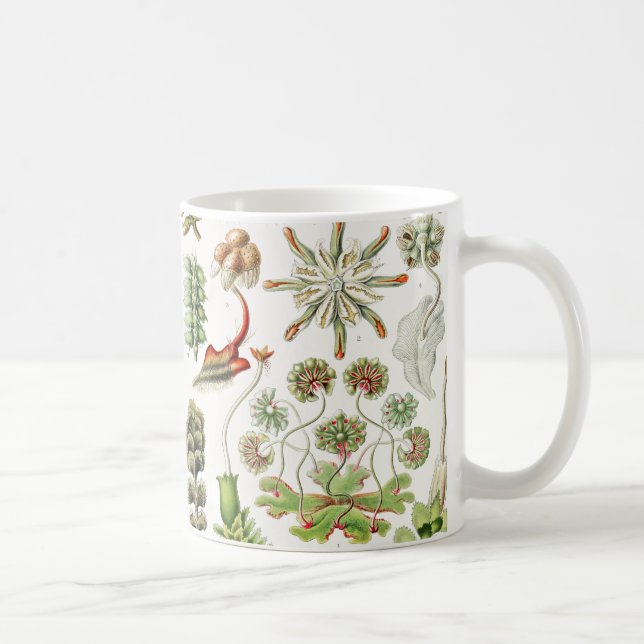 Hepaticae Lebermoose by Ernst Haeckel Coffee Mug (Right)